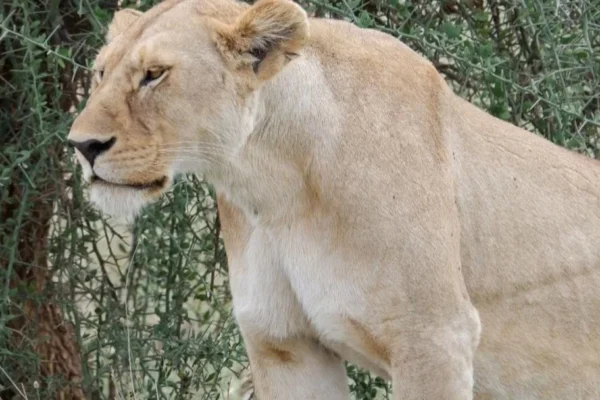6-gg-Maasai-Mara-Lago-Nakuru-Amboseli-e-Tsavo-Est-2