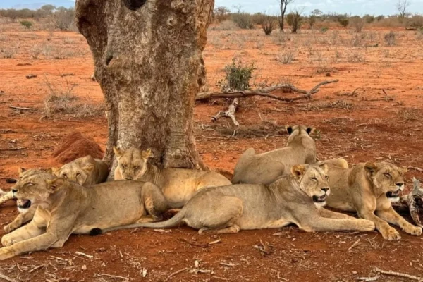 Totti-safari-kenya-leoni-Tsavo-est-1